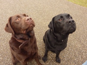Max & Listo in het Amsterdams Bos