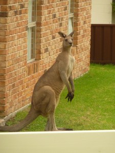 Roo in the garden