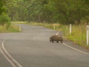 Wombat steekt over